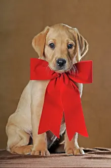 Ribbon: Labrador Retriever, puppy, 9 weeks, with red ribbon