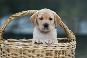 Fair: Labrador Retriever puppy (Canis lupus familiaris)