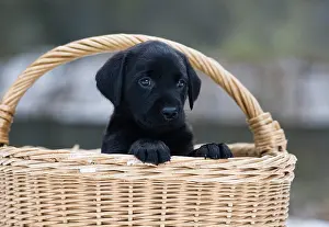 Singly: Labrador Retriever puppy (Canis lupus familiaris)