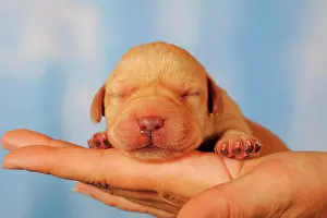 Blind: Labrador retriever puppy on hand, yellow, 7 days