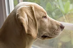 Rick: A Labrador Retriever puppy looking out the