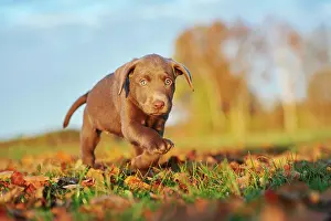 121119: Labrador Retriever puppy on a meadow in autumn