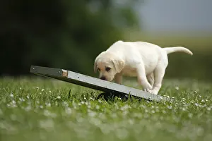 Boards: Labrador retriever puppy on rocking board France