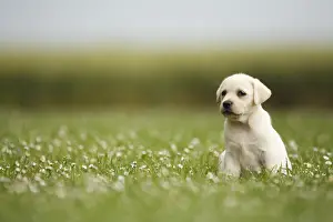 Composeae: Labrador retriever puppy sitting in the grass France