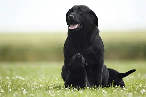 Joness: Labrador retriever and its puppy sitting in the grass France