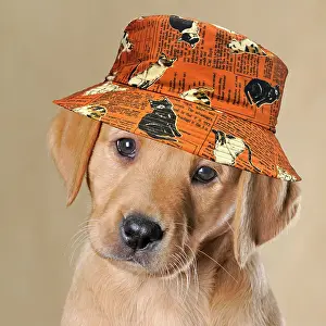 Humour: Labrador Retriever, puppy, wearing a cat hat