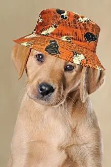 Humour: Labrador Retriever, puppy, wearing a cat hat