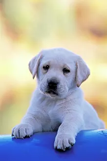 Canoe: Labrador Retriever puppy, eight weeks old, standing
