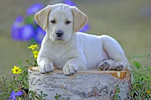 080519: Labrador Retriever Puppy six weeks sitting on birch