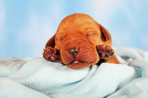 Blankets: Labrador retriever puppy, yellow, 7 days old, eyes