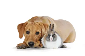 Viewed: Labrador Retriever puppy, yellow coloured, and a