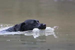 Returning: Labrador Retriever reporting a contribution in swimming