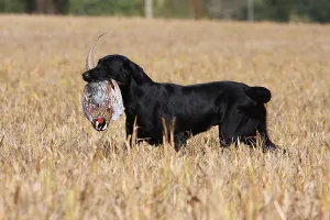 Returning: Labrador Retriever reporting a pheasant in a field France