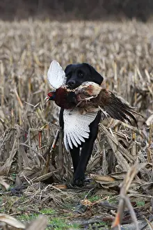 Master: Labrador Retriever reporting a pheasant to his master France