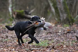 Master: Labrador Retriever reporting a pheasant to his master France