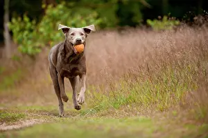 Retrieving: Labrador Retriever retrieving a ball