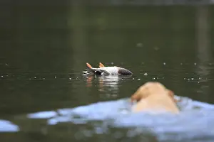 Killed: Labrador Retriever swimming to catch a duck