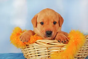 Cozy: Labrador Retriever, yellow, Age 25 Days, puppy in