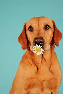 Hold: Labrador Retriever, yellow, bitch, holding flower