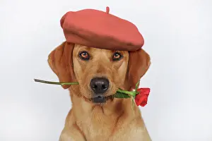 Holds: Labrador Retriever, yellow, bitch, holds red