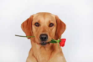 Holds: Labrador Retriever, yellow, bitch, holds red rose