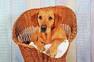 Stud: Labrador Retriever, yellow, bitch lies in dog basket