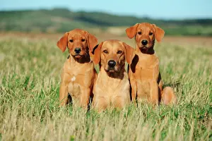 Pedi: Labrador Retriever, yellow, bitch with puppies