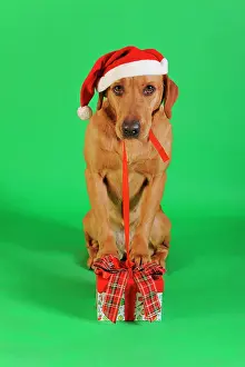 Gift: Labrador Retriever, yellow, bitch with Santa hat
