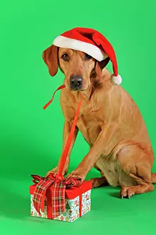 Gift: Labrador Retriever, yellow, bitch with Santa hat