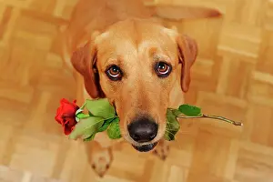 Hold: Labrador Retriever, yellow, bitch, view from above