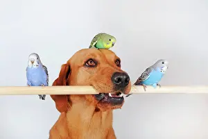 Training: Labrador Retriever, yellow, bitch and young budgies