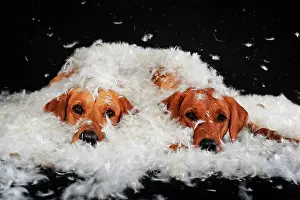 Bitches: Labrador Retriever, yellow, two bitches lying in