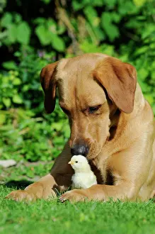 230518: Labrador Retriever, yellow coloured bitch, with