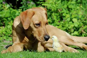 Bitch: Labrador Retriever, yellow coloured bitch, with