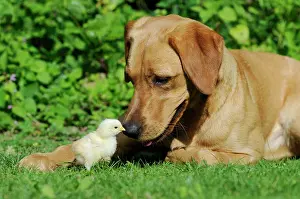 Bitch: Labrador Retriever, yellow coloured bitch, with
