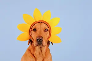 Wreath: Labrador retriever, yellow, female with floral wreath