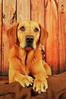 Shoot: Labrador Retriever, yellow, female, lying, Austria