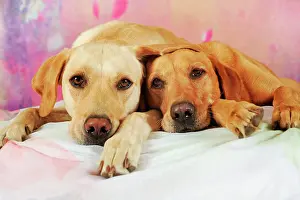 Cuddle: Labrador Retriever, yellow, female and male lying