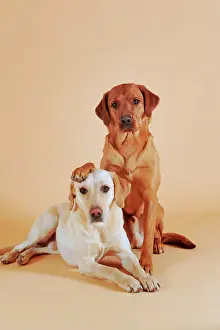 Lays: Labrador Retriever, yellow, male, sitting male lays