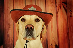 Cowboy: Labrador Retriever, yellow, male with cowboy hat