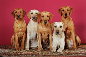 Anim: Labrador Retriever, yellow, male and female sitting