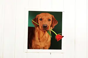 Hold: Labrador Retriever, yellow, male looks through window