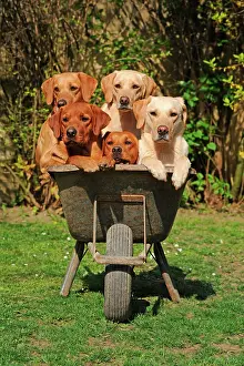 Cart: Labrador Retriever, yellow, males and females, five