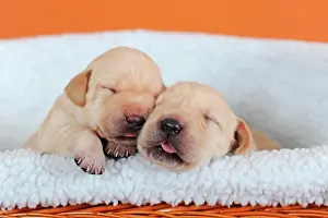 Tiredness: Labrador Retriever, yellow, puppies 10 days, sleeping