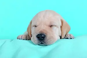 Ceiling: Labrador Retriever, yellow, puppy 3 weeks, sleeping