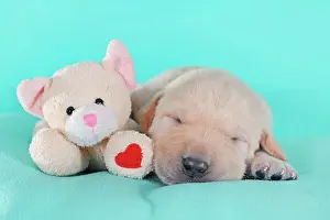 Cuddle: Labrador Retriever, yellow, puppy 3 weeks, sleeps