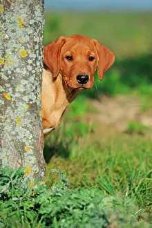 Hidden: Labrador Retriever, yellow, puppy, 10 weeks, looking