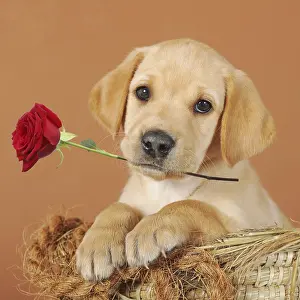 160419: Labrador Retriever, yellow, puppy 7 weeks old