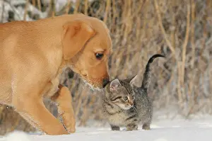 Smell: Labrador Retriever, yellow, puppy 9 weeks sniffing