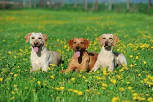 Watches: Labrador retriever, yellow, sitting in a dandelion